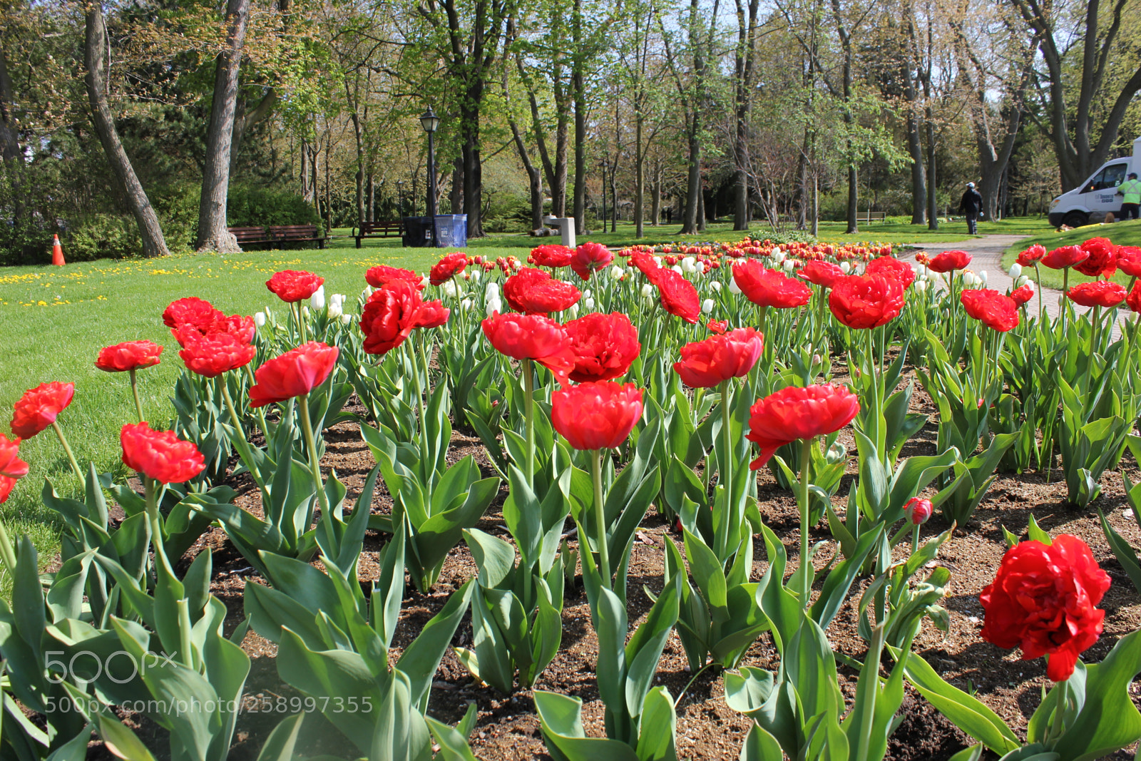 Canon EOS 550D (EOS Rebel T2i / EOS Kiss X4) sample photo. Tulips rosetta mcclain gardens photography