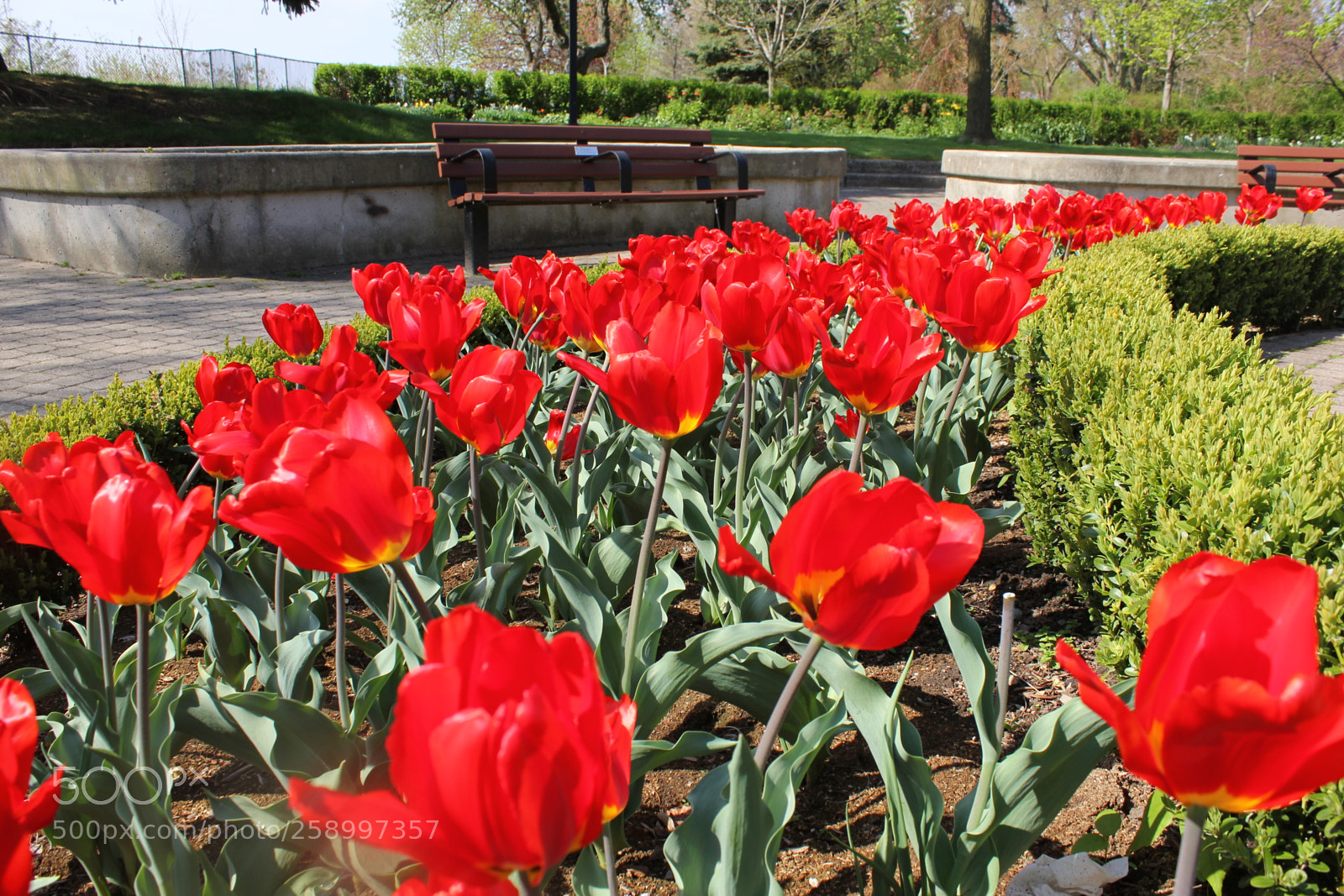 Canon EOS 550D (EOS Rebel T2i / EOS Kiss X4) sample photo. Tulips rosetta mcclain gardens photography