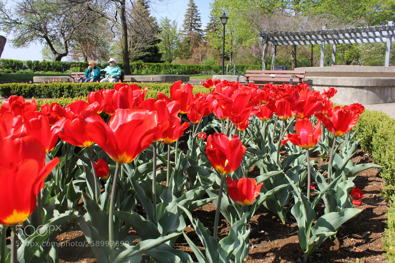 Canon EOS 550D (EOS Rebel T2i / EOS Kiss X4) sample photo. Tulips rosetta mcclain gardens photography