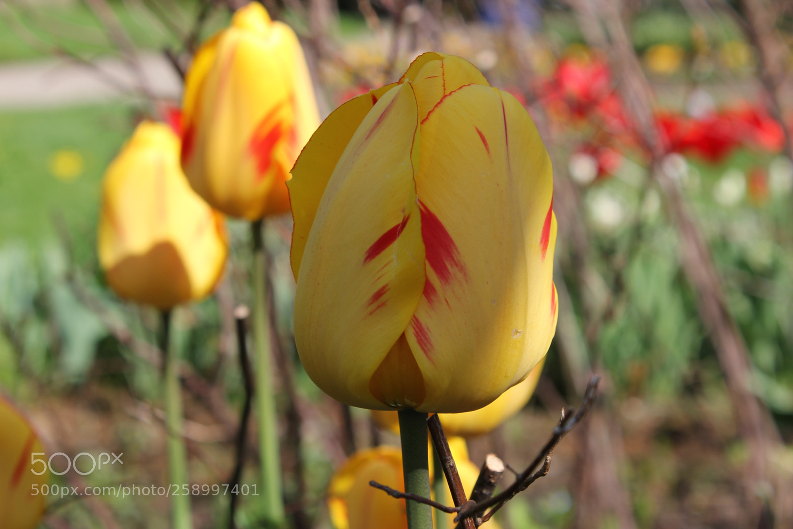 Canon EOS 550D (EOS Rebel T2i / EOS Kiss X4) sample photo. Tulips rosetta mcclain gardens photography