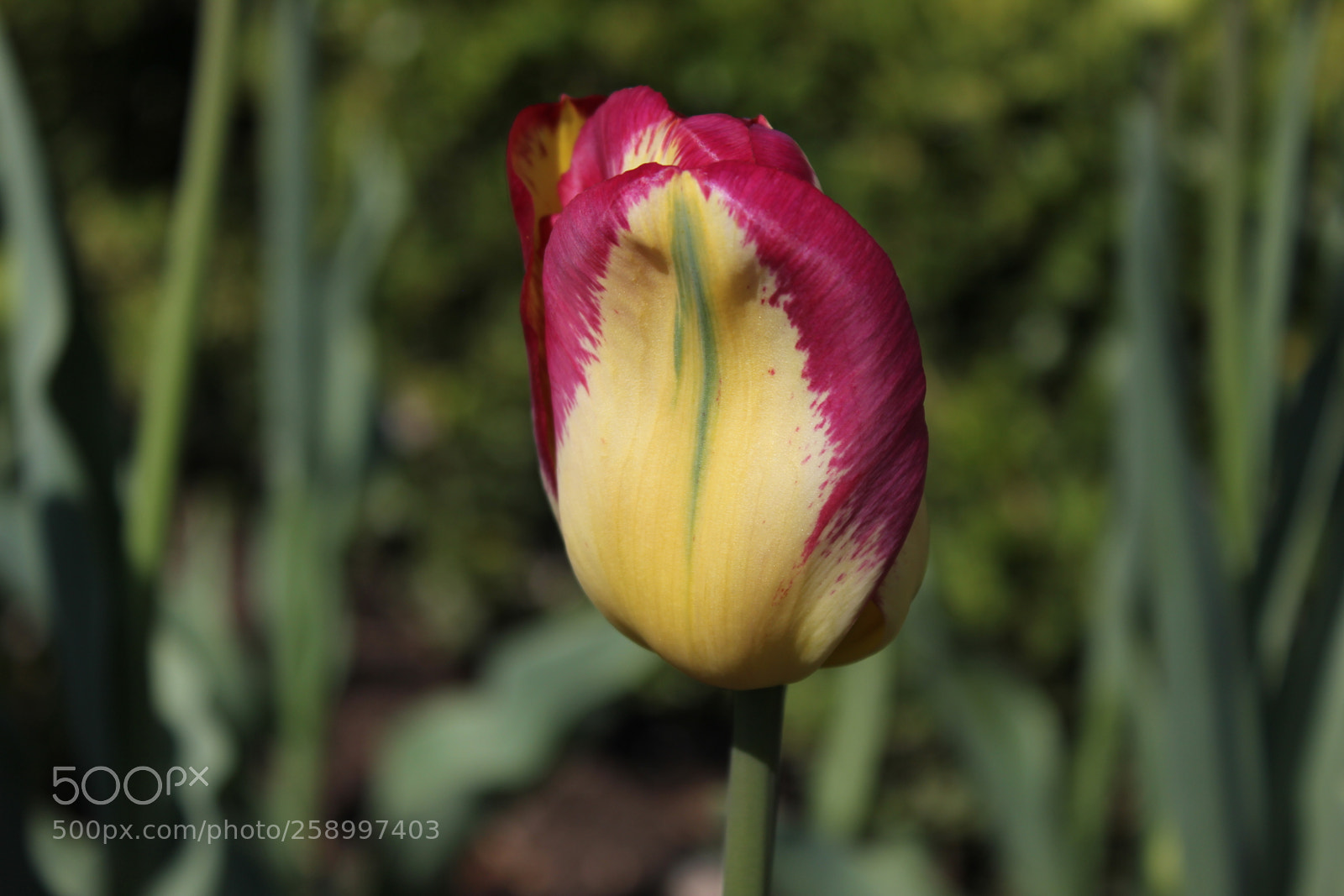 Canon EOS 550D (EOS Rebel T2i / EOS Kiss X4) sample photo. Tulips rosetta mcclain gardens photography