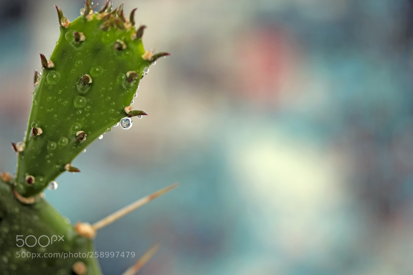Canon EOS 550D (EOS Rebel T2i / EOS Kiss X4) sample photo. Cactus drops photography