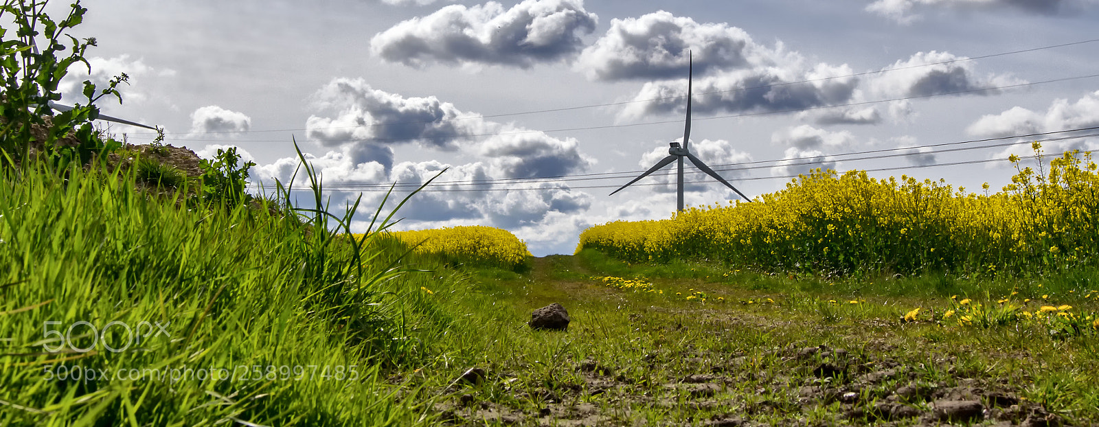 Sony SLT-A55 (SLT-A55V) sample photo. Energy in the field photography