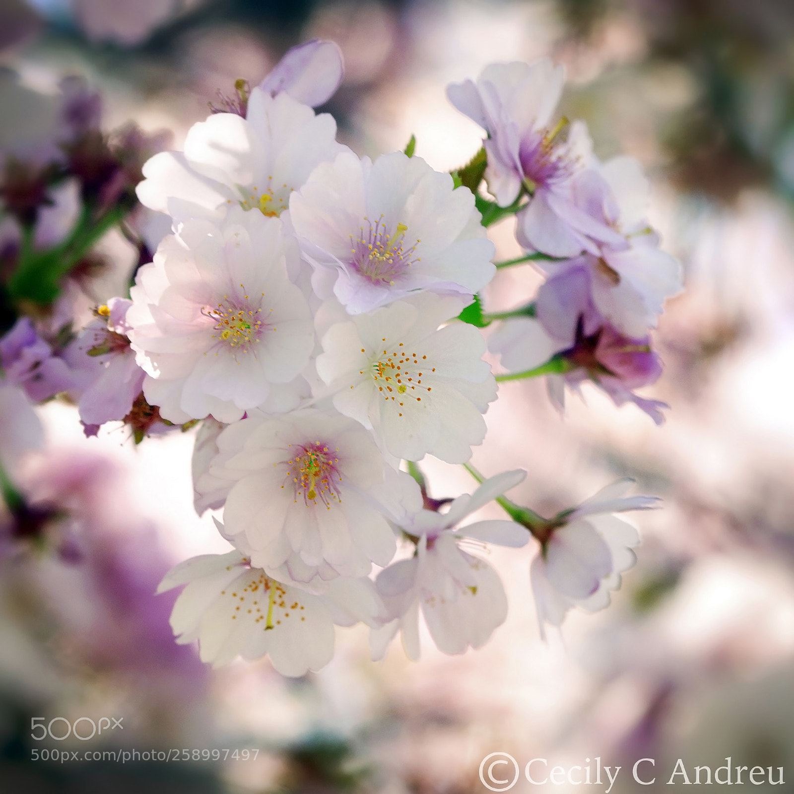 Canon EOS 40D sample photo. Sakura 桜の花 photography