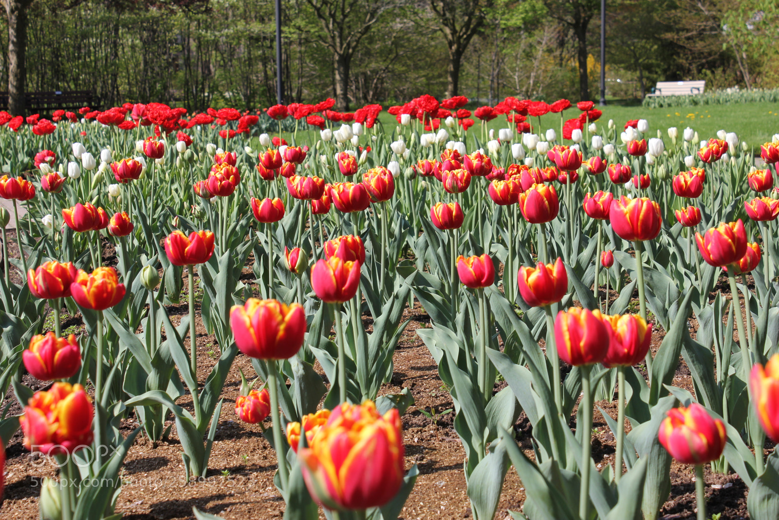 Canon EOS 550D (EOS Rebel T2i / EOS Kiss X4) sample photo. Tulips rosetta mcclain gardens photography