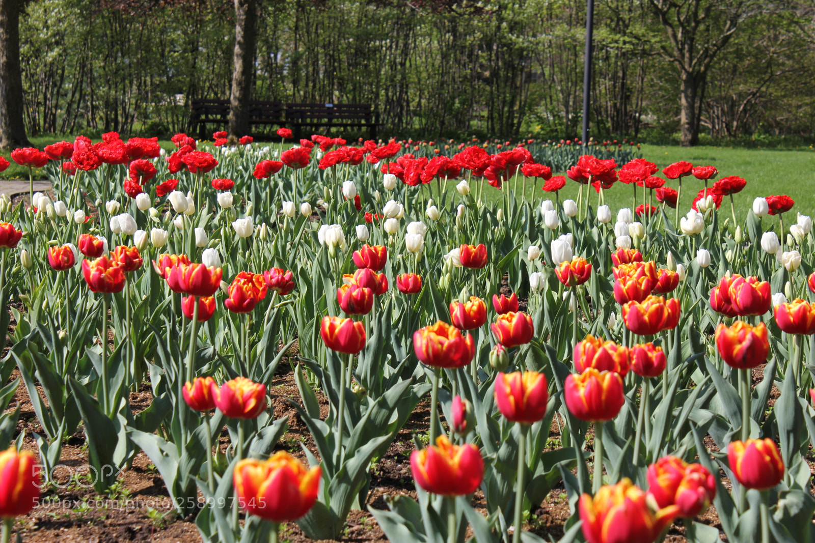 Canon EOS 550D (EOS Rebel T2i / EOS Kiss X4) sample photo. Tulips rosetta mcclain gardens photography