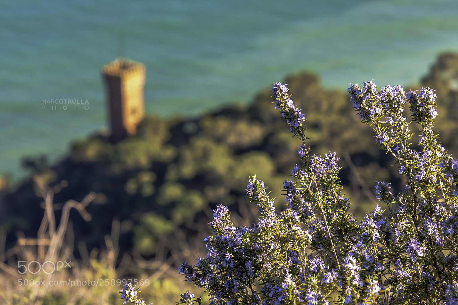 Nikon D7200 sample photo. Nature over the castle photography