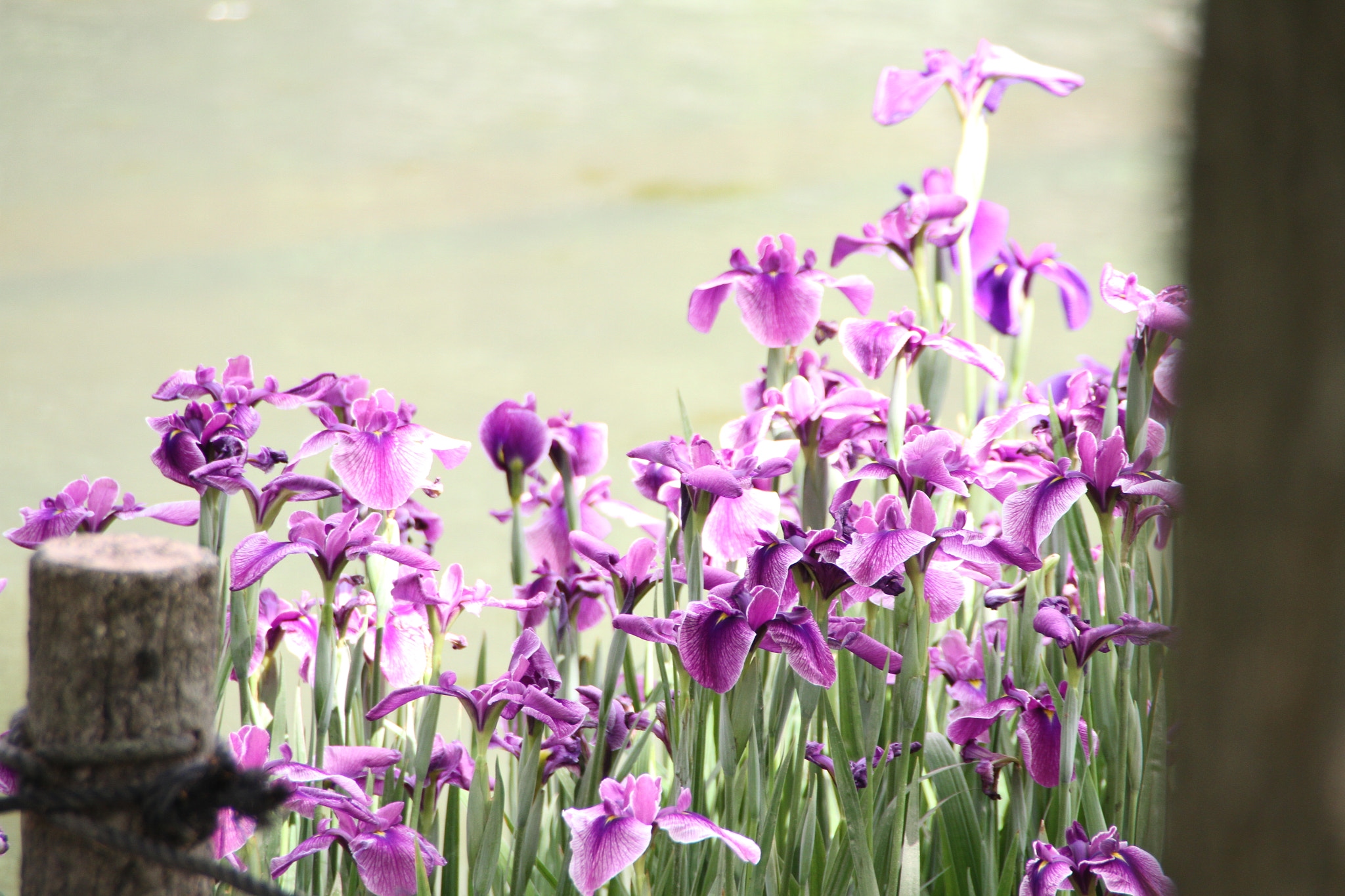 Canon EOS 7D sample photo. Img photography