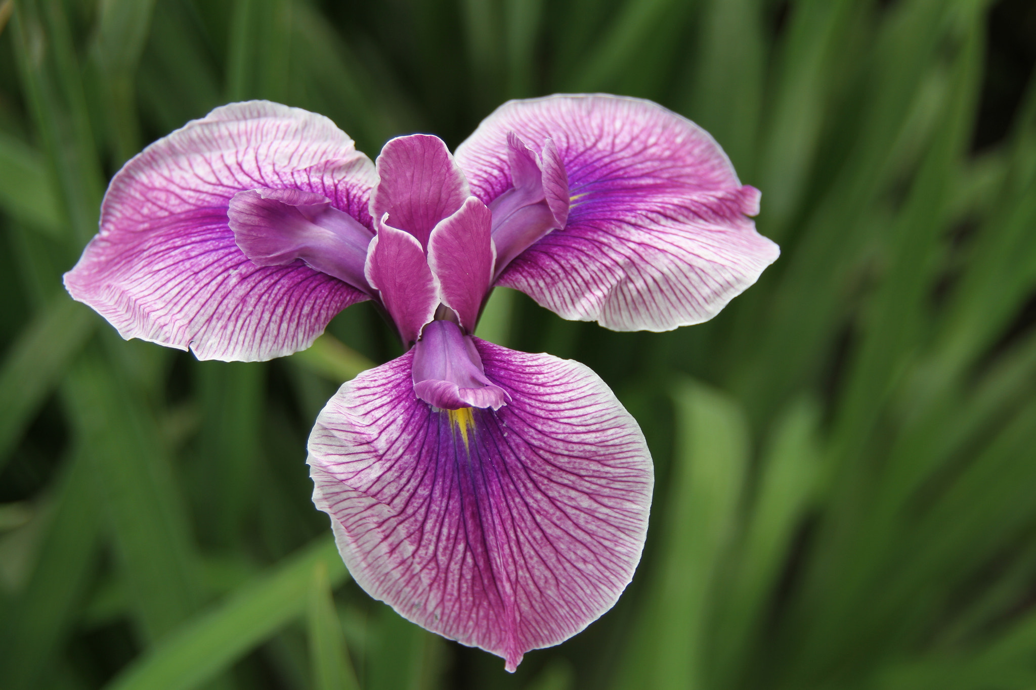 Canon EOS 7D sample photo. Img photography