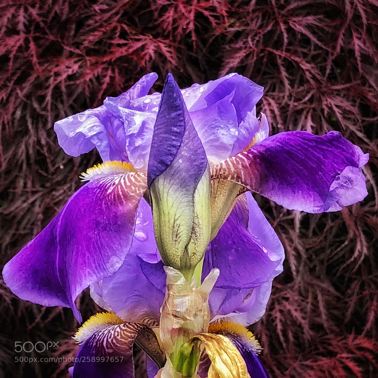Apple iPhone X sample photo. Iris, seattle, washington photography
