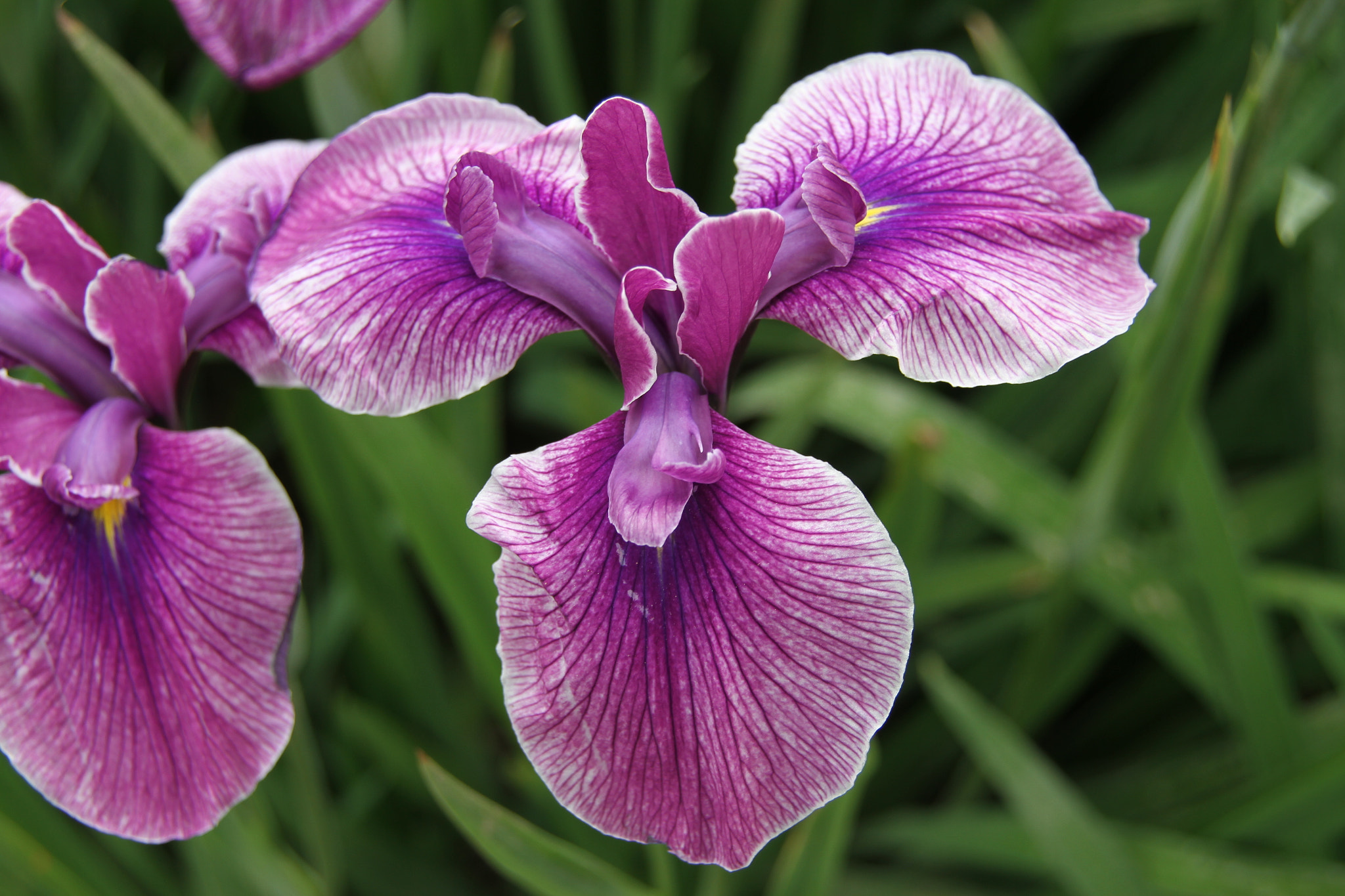 Canon EOS 7D sample photo. Img photography
