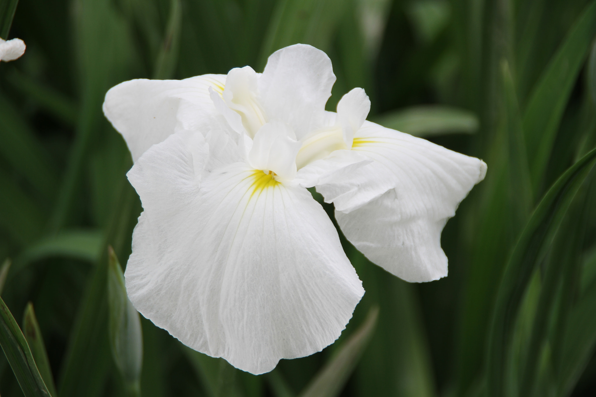 Canon EOS 7D sample photo. Img photography