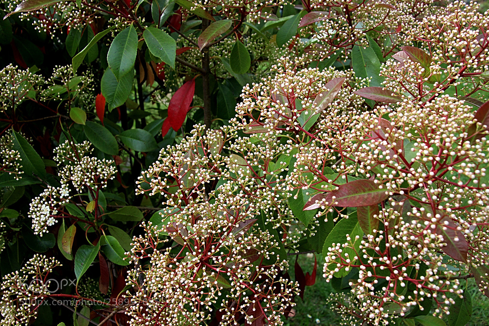 Canon EOS 600D (Rebel EOS T3i / EOS Kiss X5) sample photo. Flors al camping photography