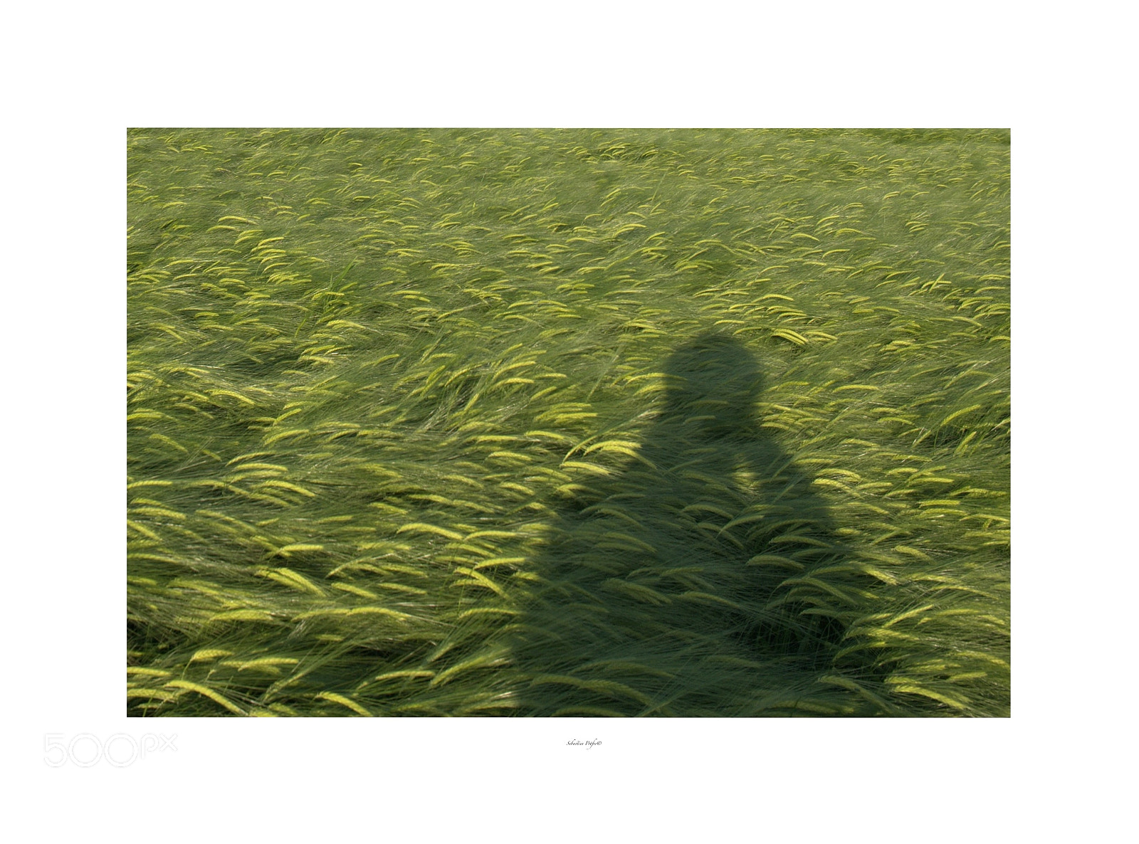 Fujifilm X-M1 sample photo. Green shadow  photography