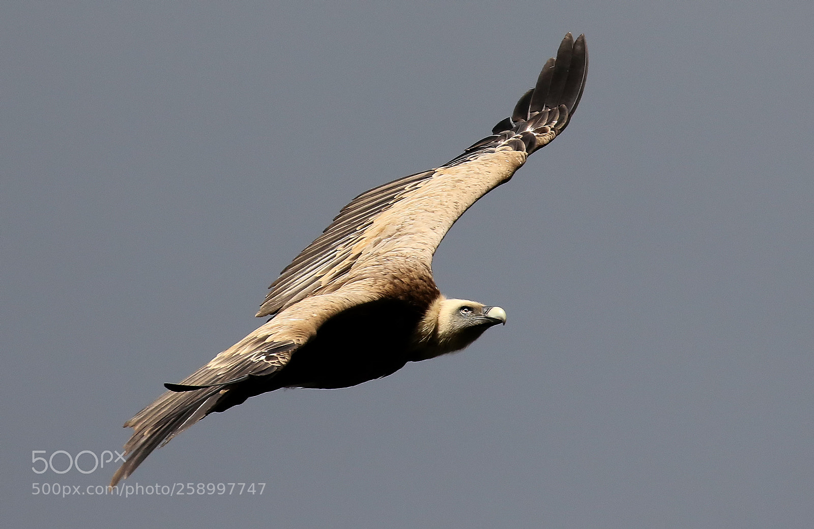 Canon EOS 7D Mark II sample photo. Griffon vulture photography