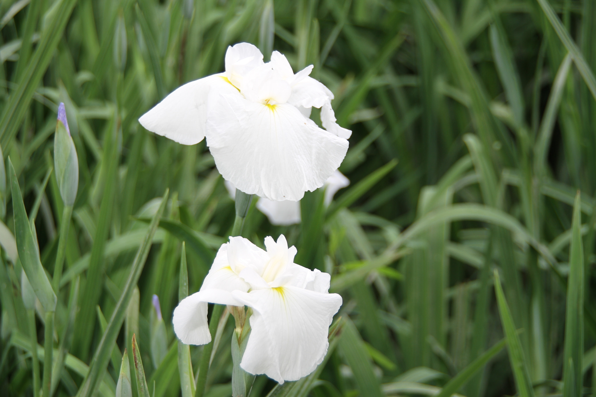 Canon EOS 7D sample photo. Img photography