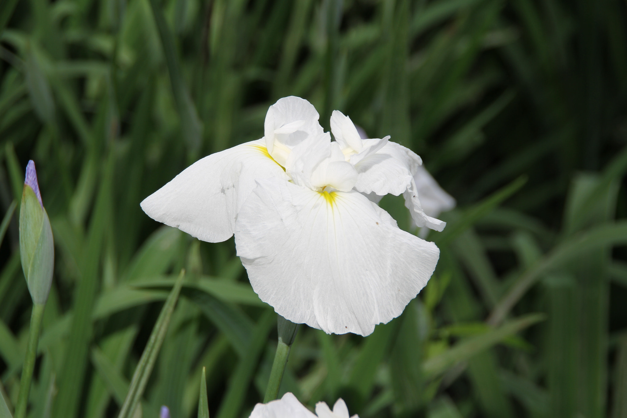 Canon EOS 7D sample photo. Img photography
