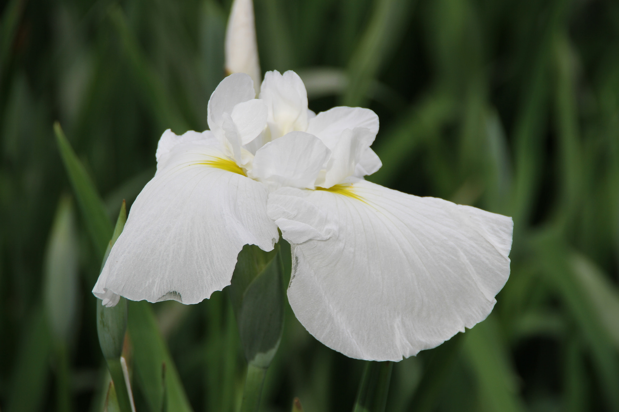 Canon EOS 7D sample photo. Img photography