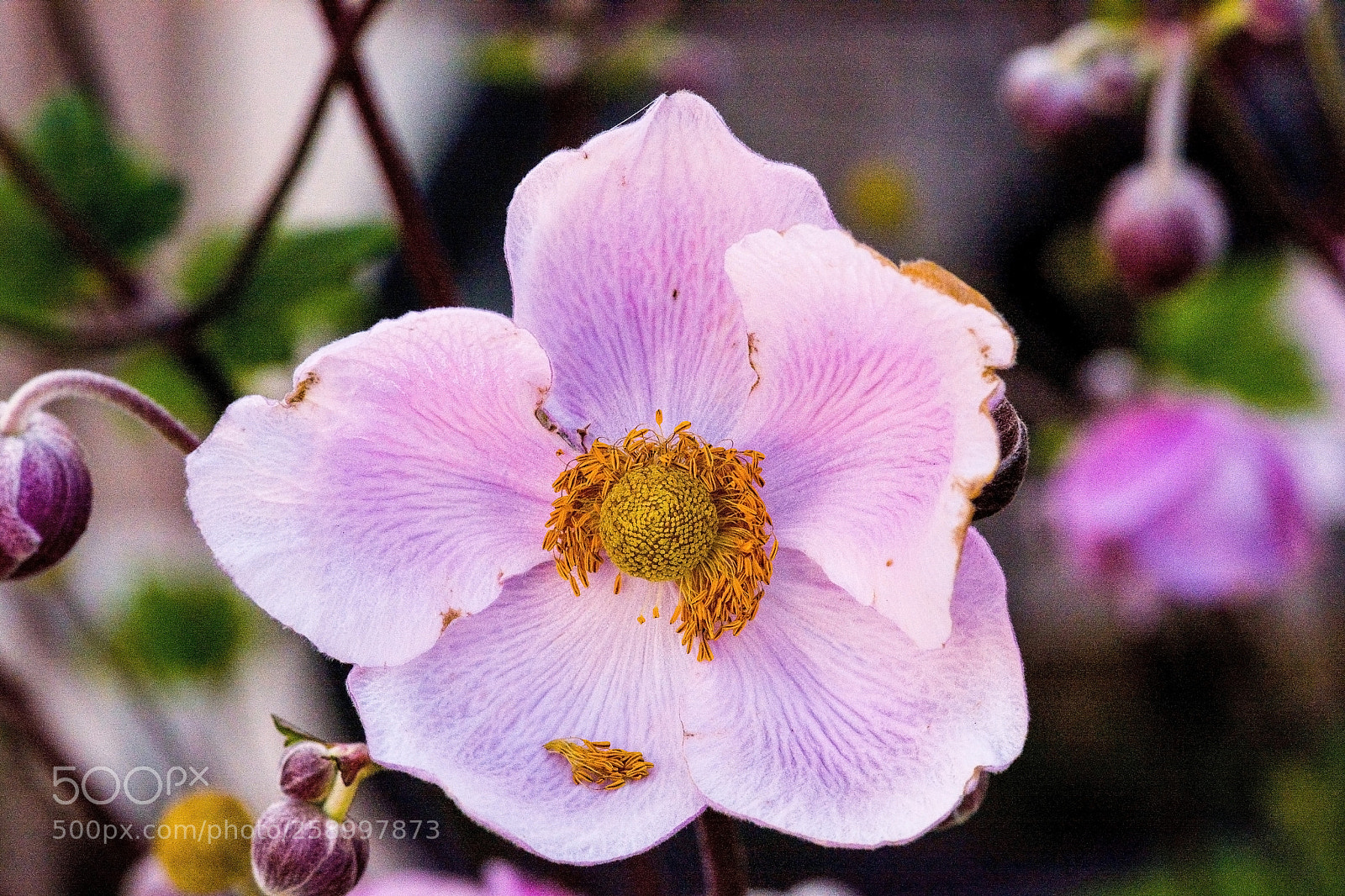 Nikon D7100 sample photo. White flower and some photography