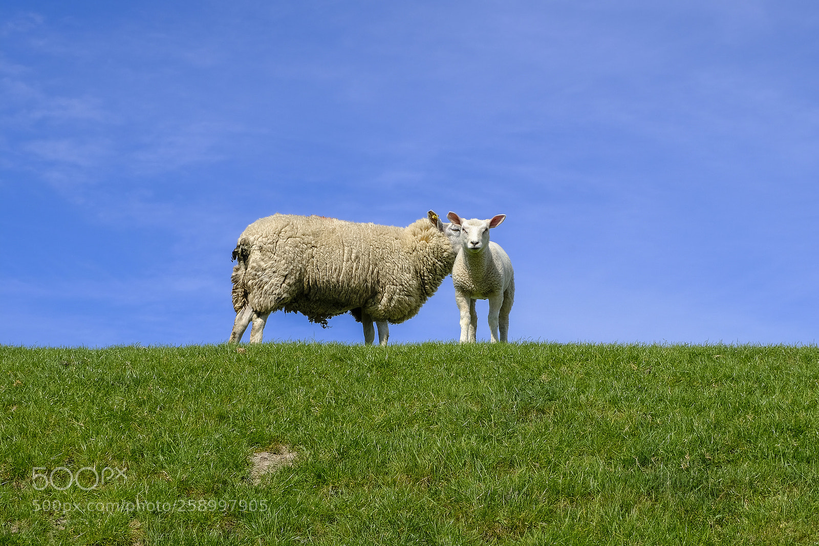 Fujifilm X-T20 sample photo. Babysheep photography
