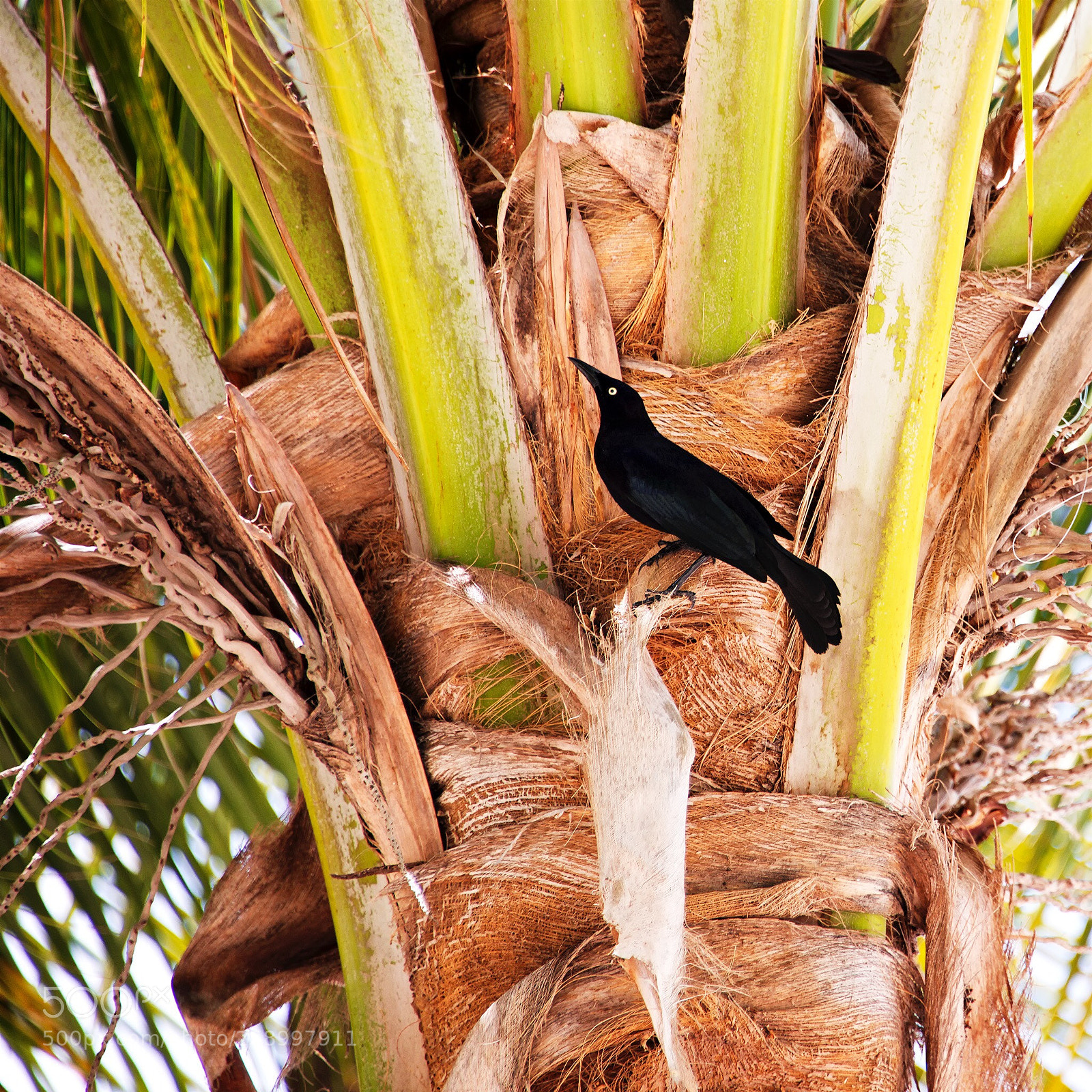 Nikon D800 sample photo. Island birdie photography
