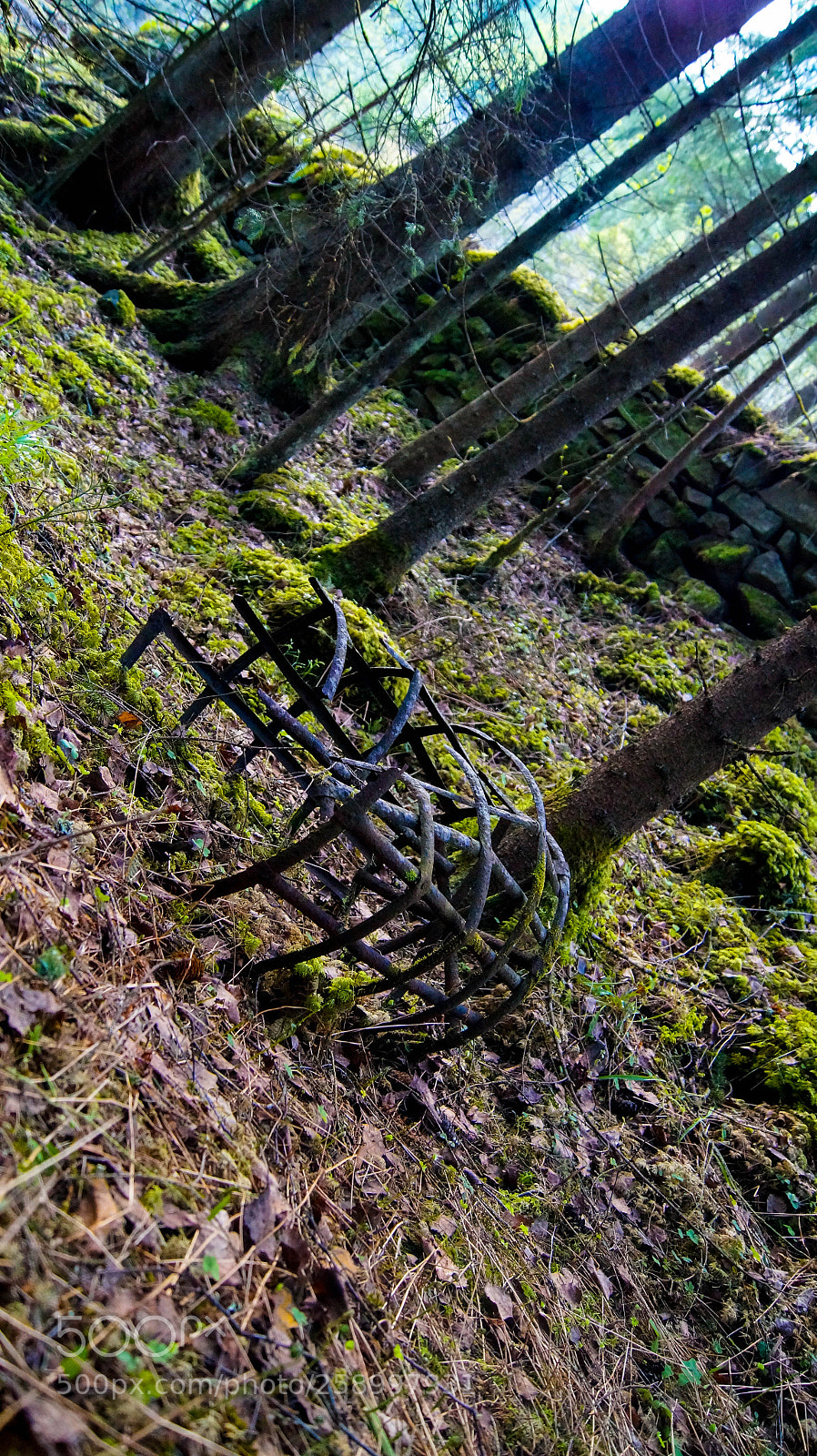 Sony SLT-A58 sample photo. Springforest photography
