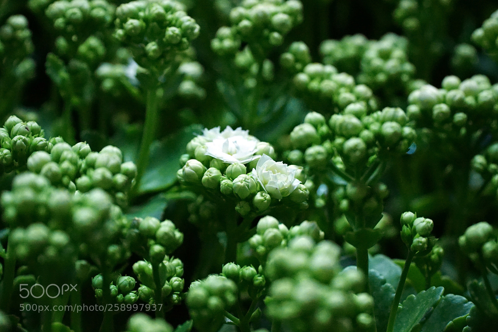 Sony a7 II sample photo. The silence of white photography