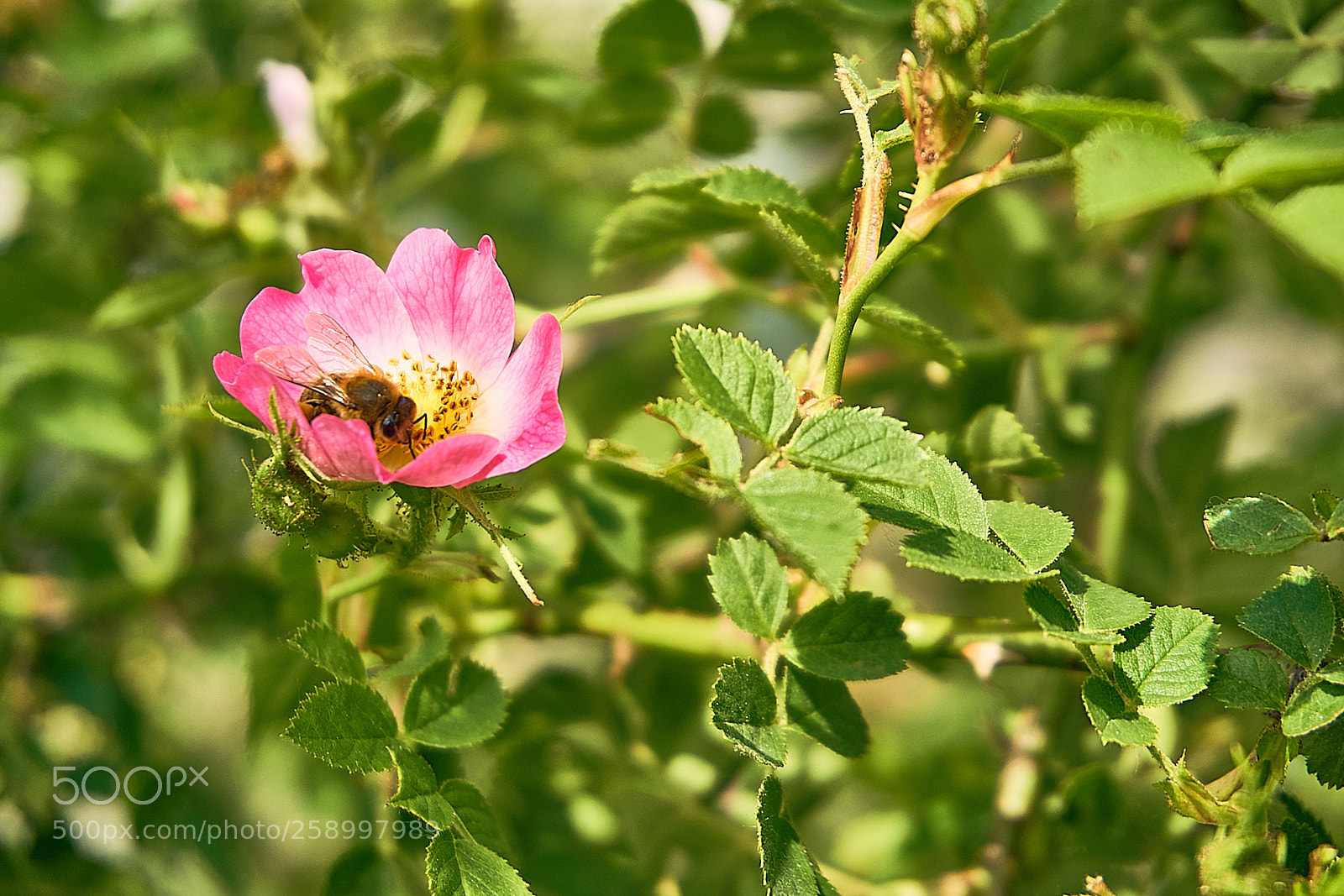 Sony a6300 sample photo. Biene photography