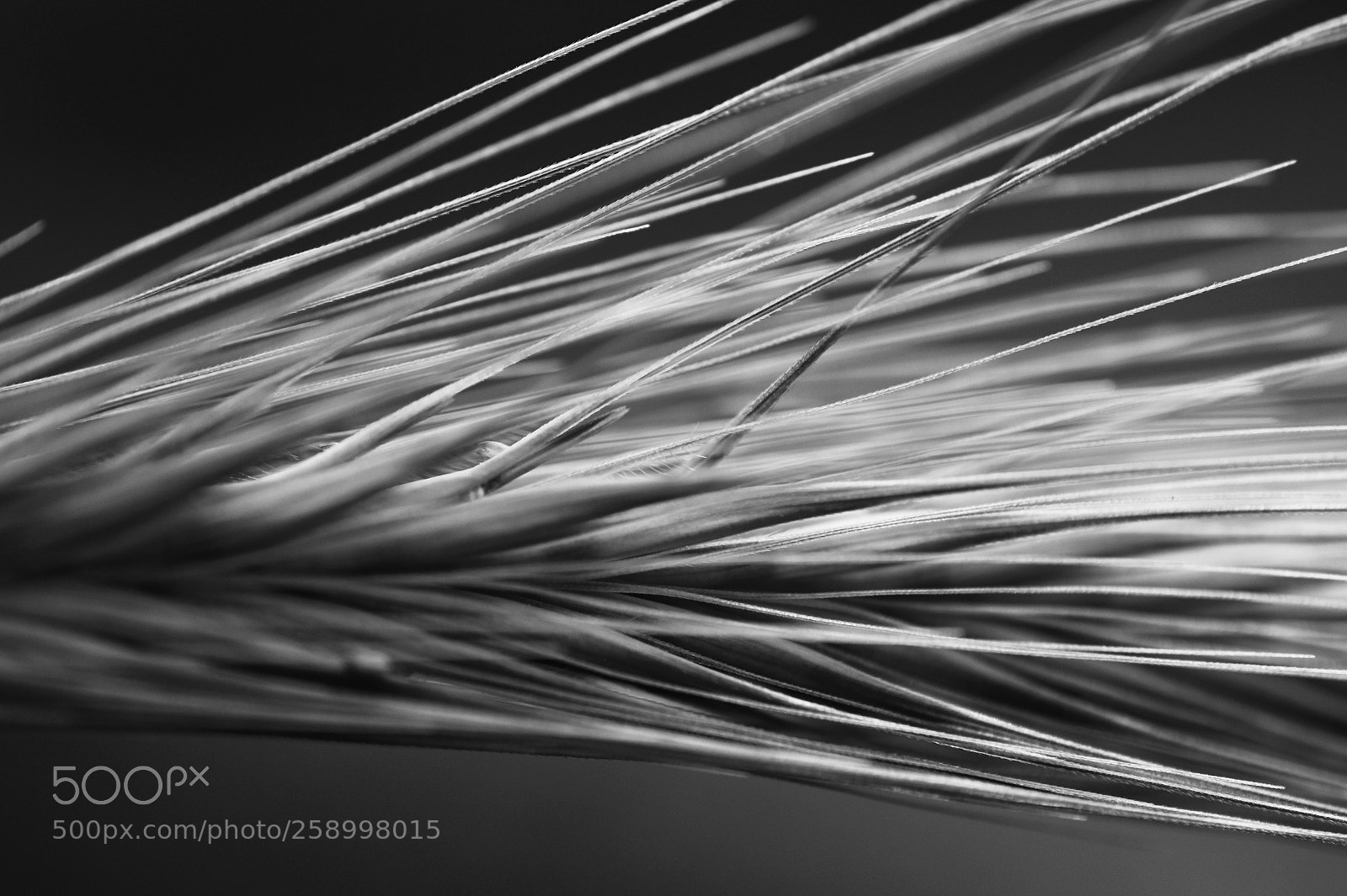 Nikon D850 sample photo. Cereals photography