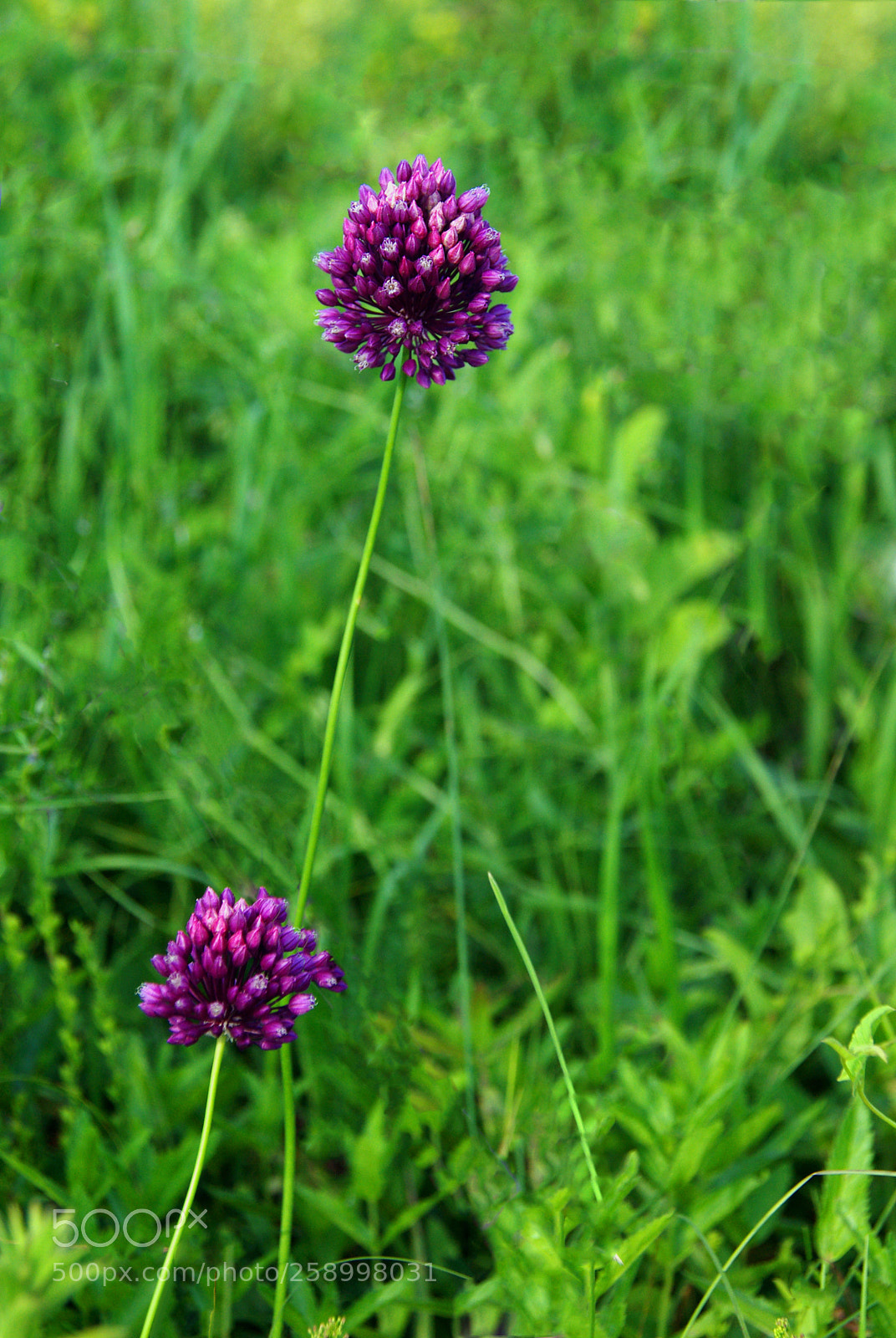 Pentax K200D sample photo. Feral garlic photography