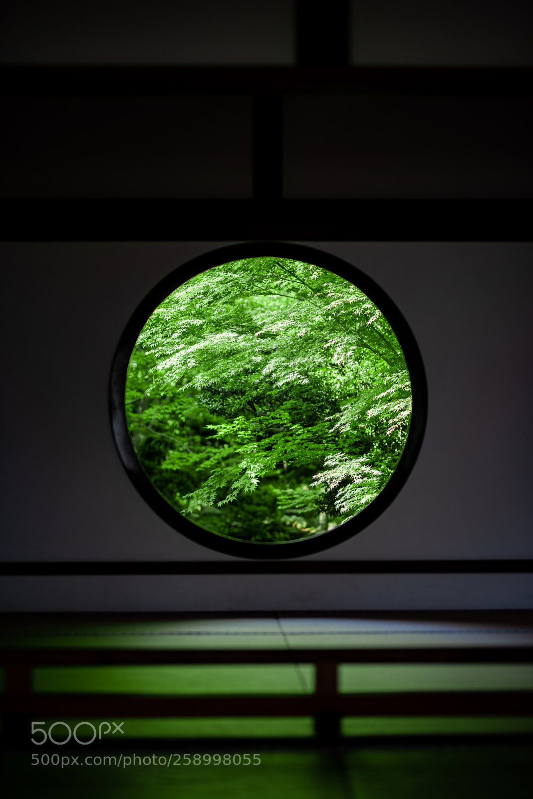 Nikon D750 sample photo. Green leaves over the photography
