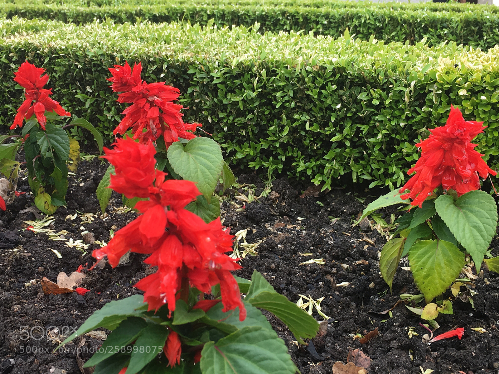 Apple iPhone 6s sample photo. Repeticion de elementos photography
