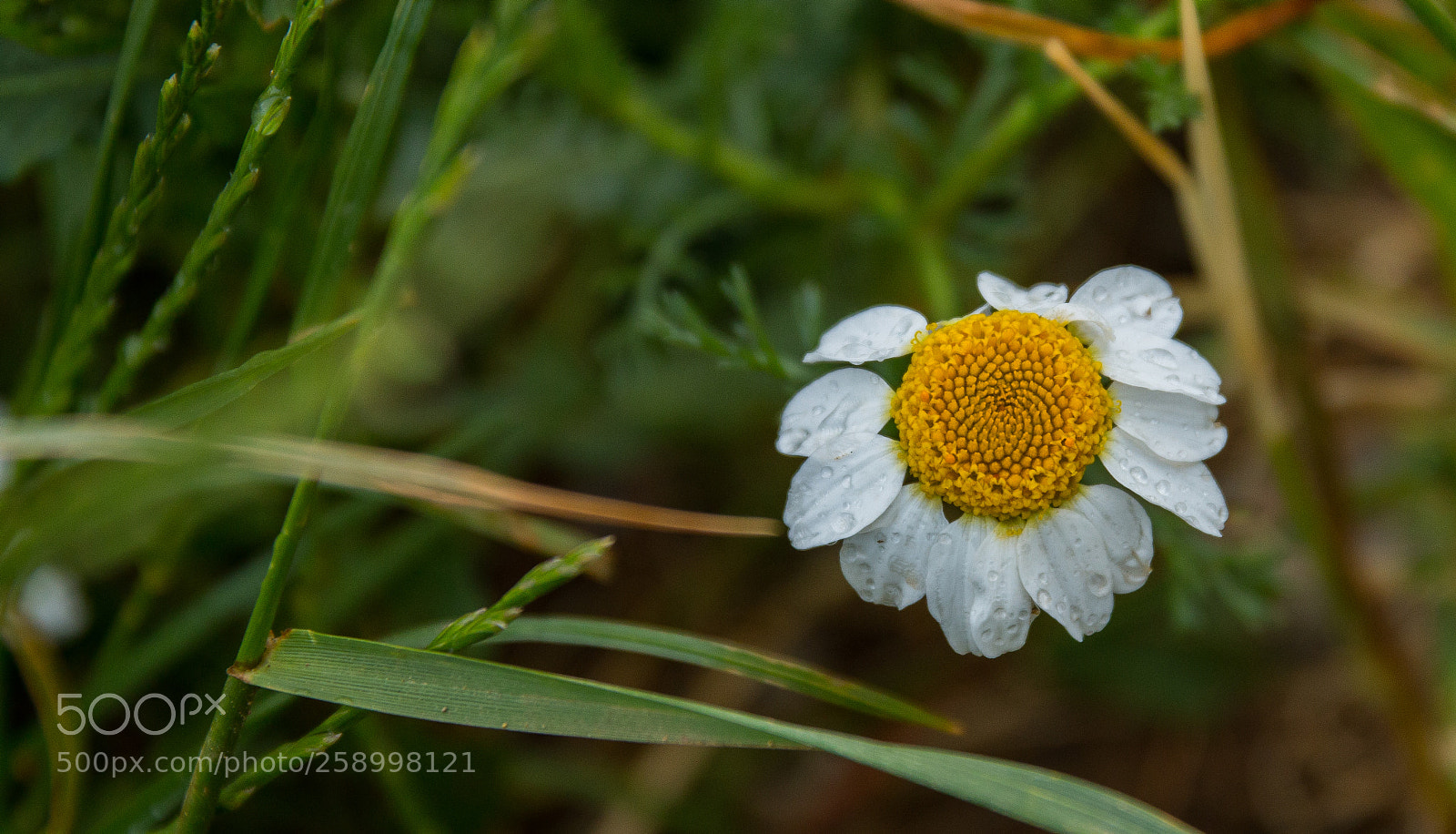 Canon EOS 70D sample photo. Rainy day photography