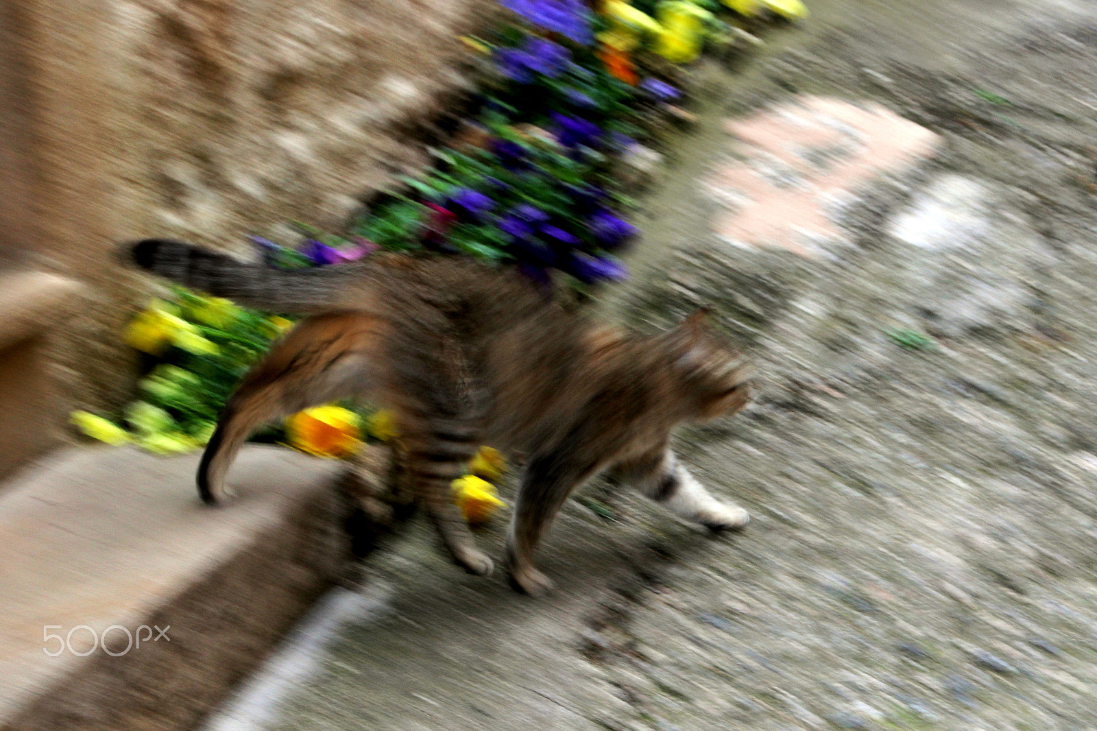 Canon EOS 600D (Rebel EOS T3i / EOS Kiss X5) sample photo. Gato huyendo veloz photography