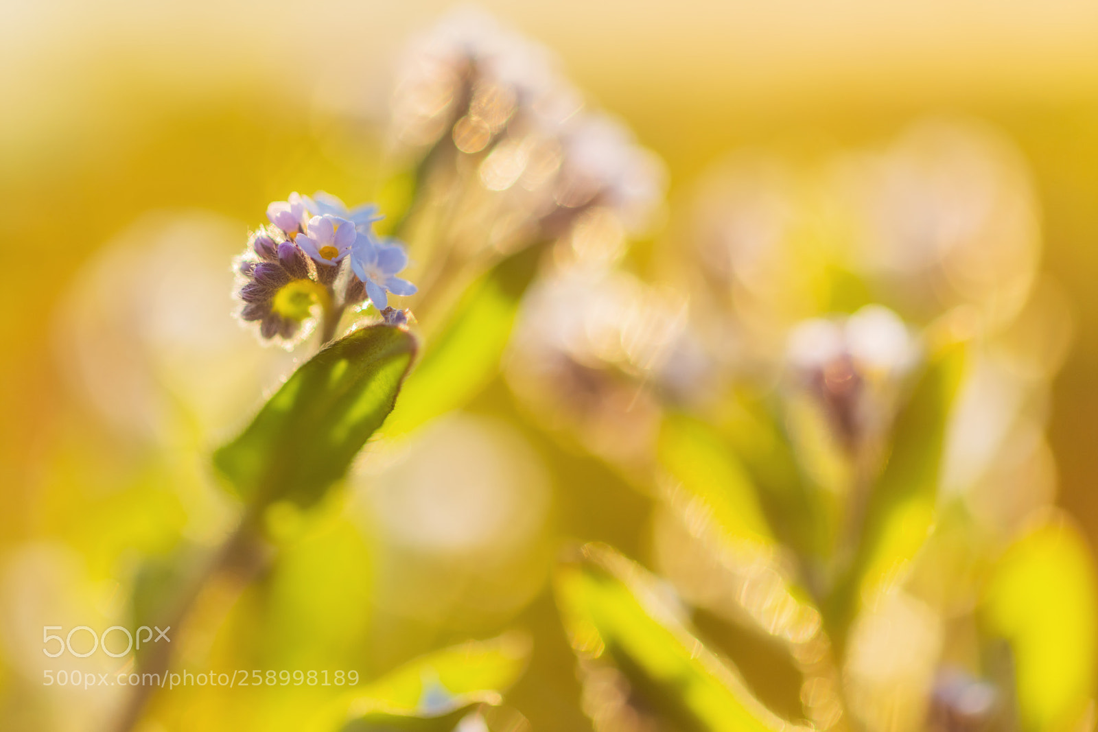 Nikon D810 sample photo. Forget-me-not photography