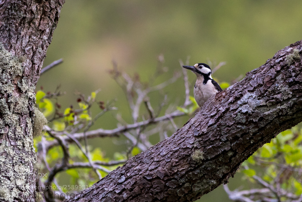Canon EOS 5D Mark IV sample photo. Great spotted woodpecker photography