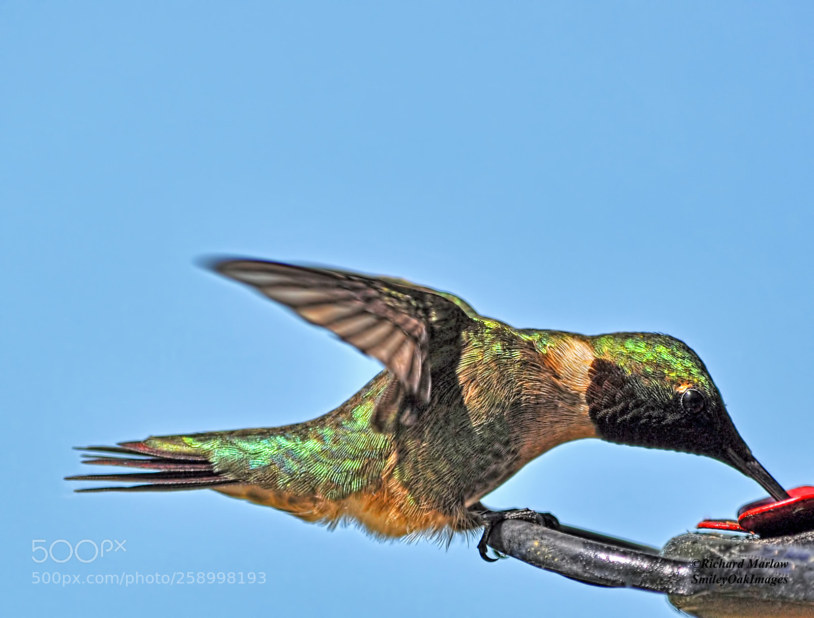 Nikon D5000 sample photo. Hummingbird photography