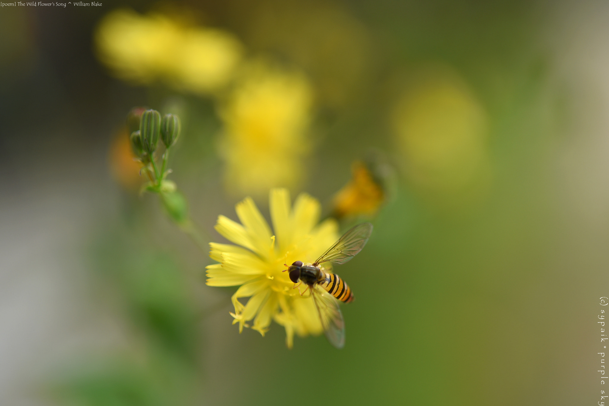 Nikon D750 + Nikon AF-S Micro-Nikkor 60mm F2.8G ED sample photo. The wild flower's song ** photography