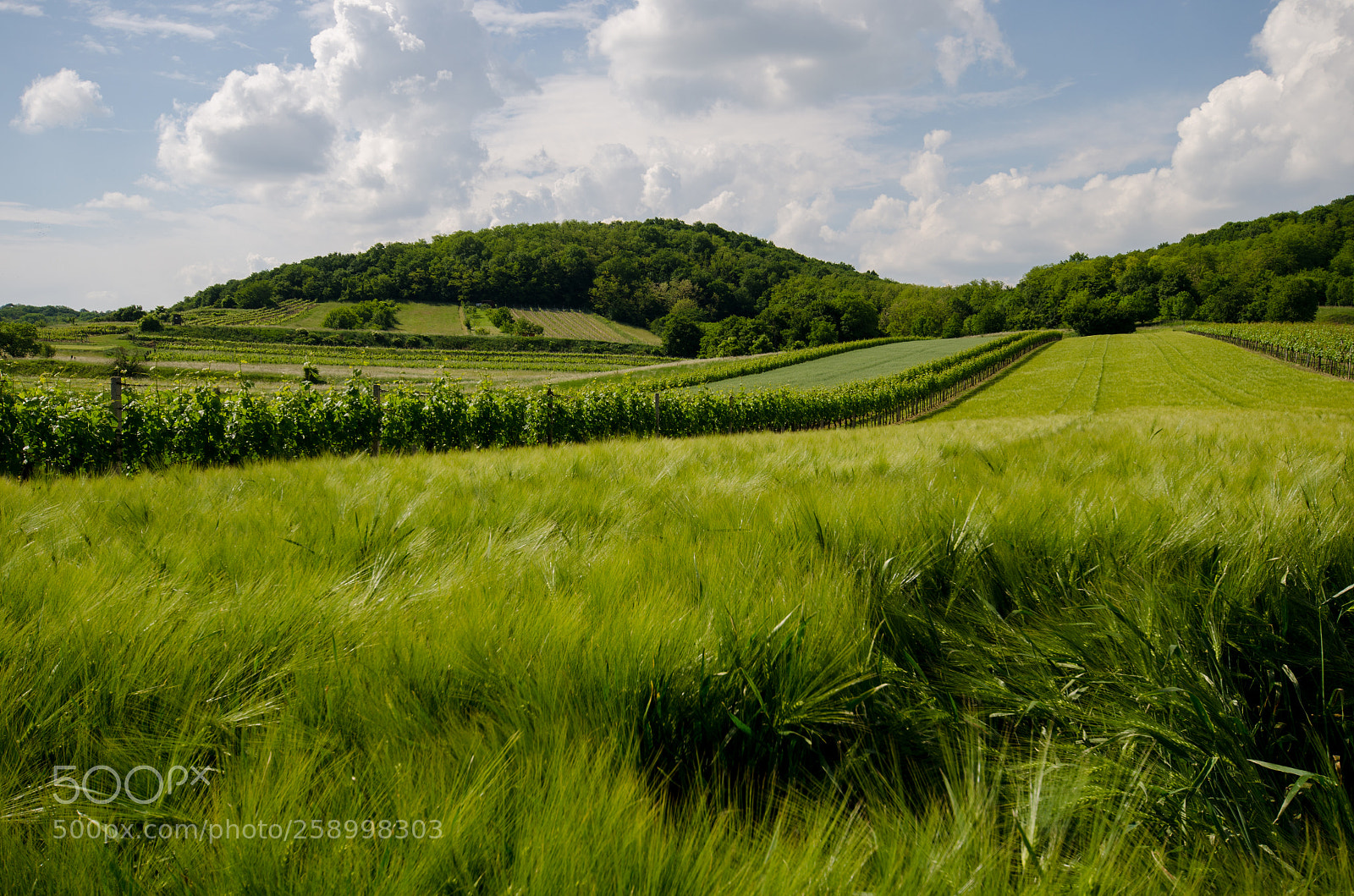 Nikon D5100 sample photo. Austrian vineyards photography