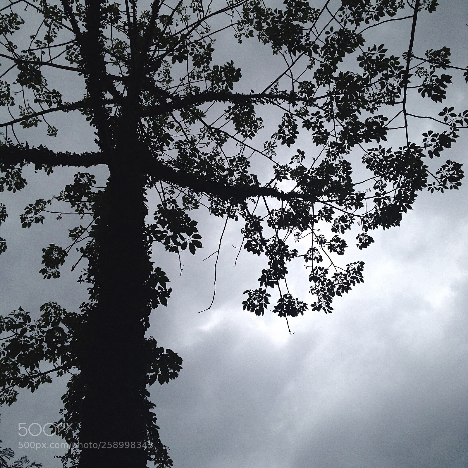 Apple iPhone 4S sample photo. Untitled photography