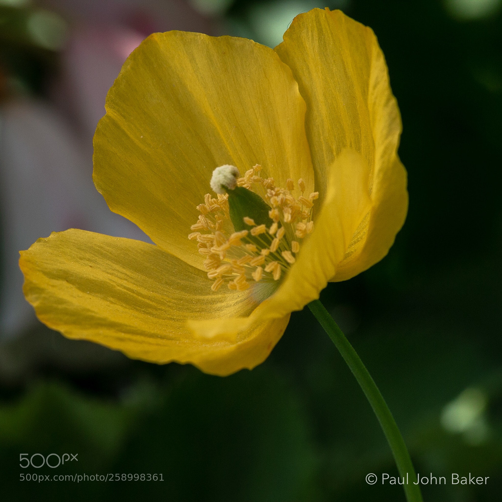 Canon EOS 70D sample photo. Delicate poppy photography