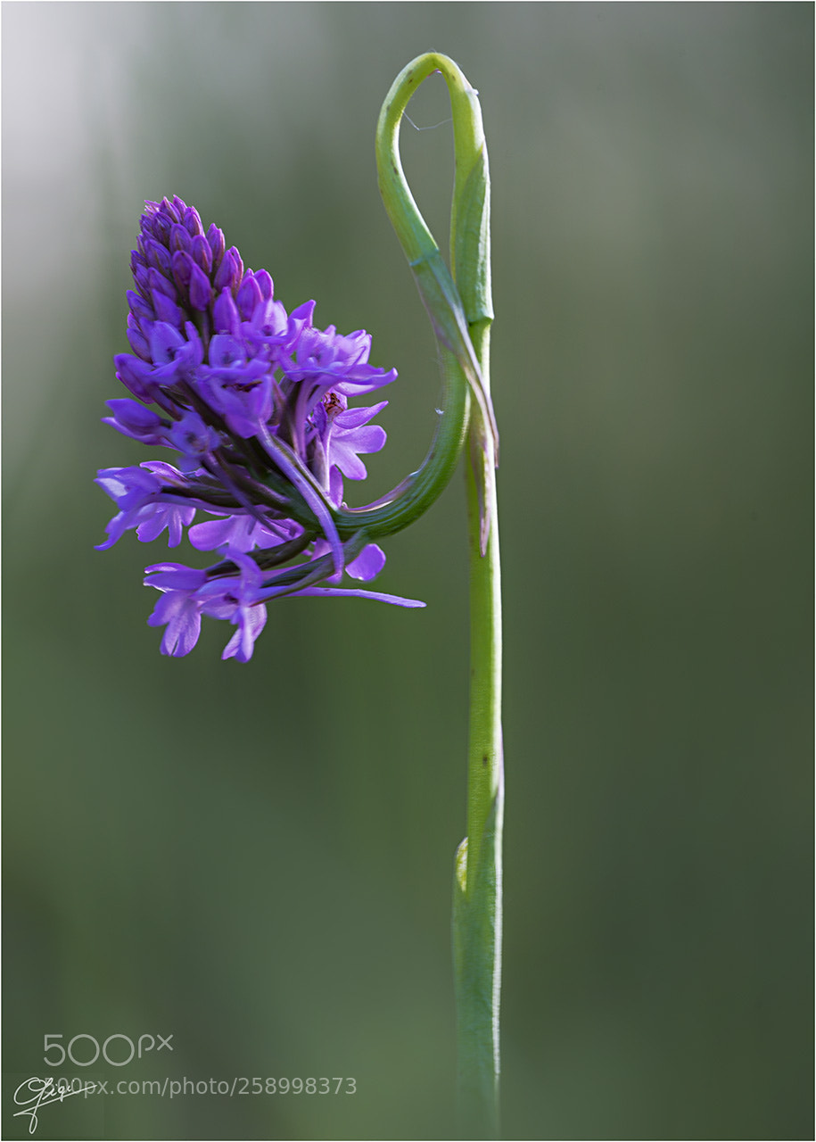 Nikon D610 sample photo. Anacamptis pyramidalis photography