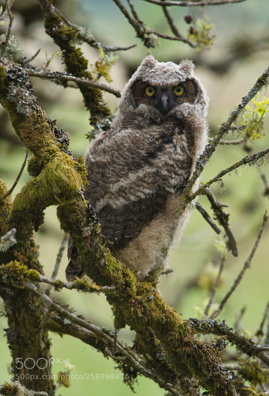Nikon D7200 sample photo. Owl photography