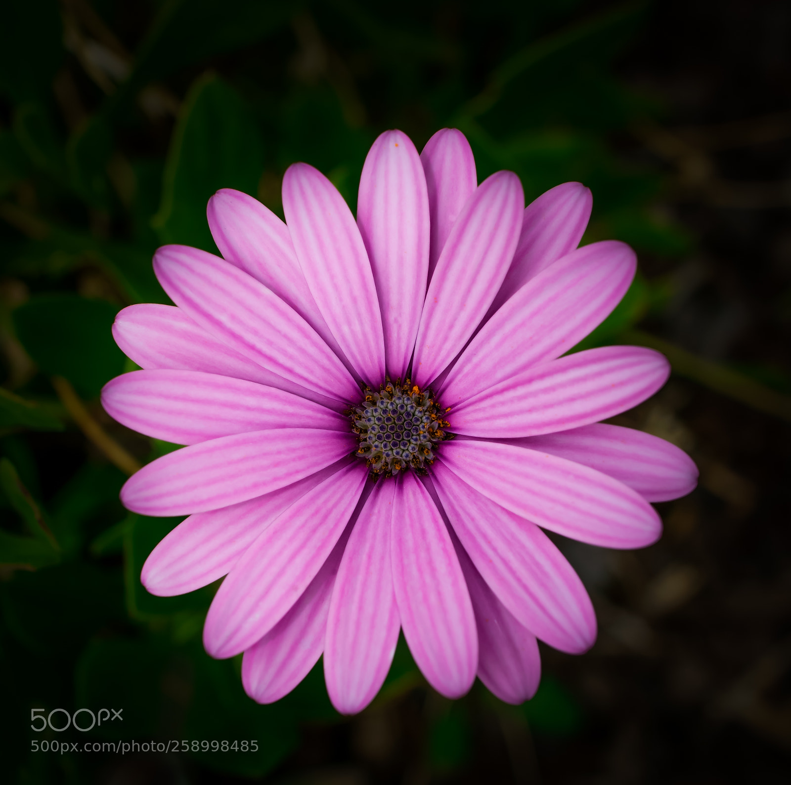 Sony a6000 sample photo. Pink beauty photography