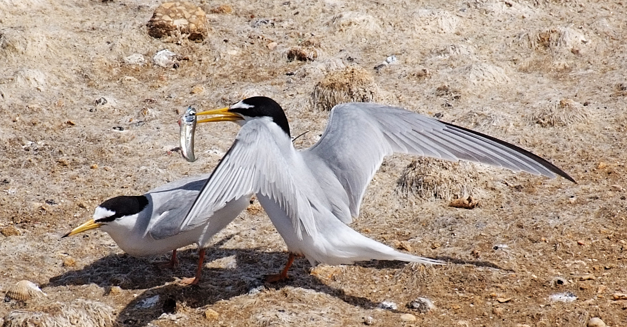 Fujifilm FinePix S5 Pro sample photo. I  give you this fish photography