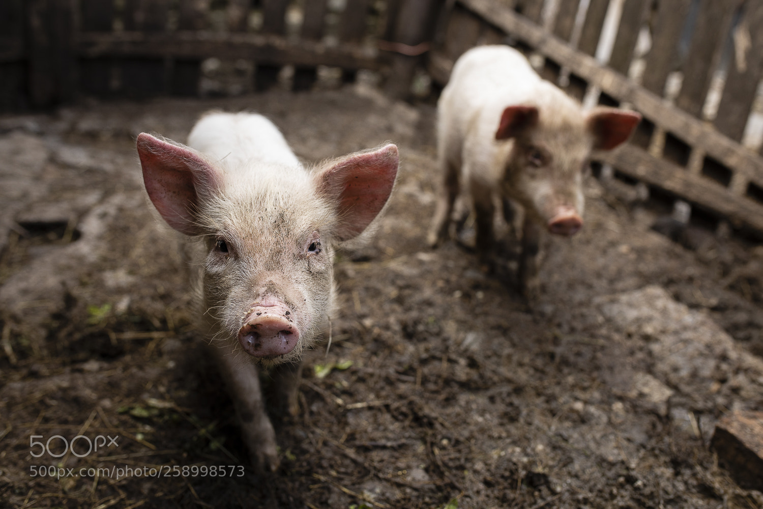 Canon EOS 5D Mark IV sample photo. Piggie photography