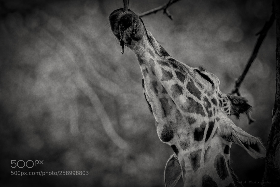 Nikon D500 sample photo. Giraffe ... photography