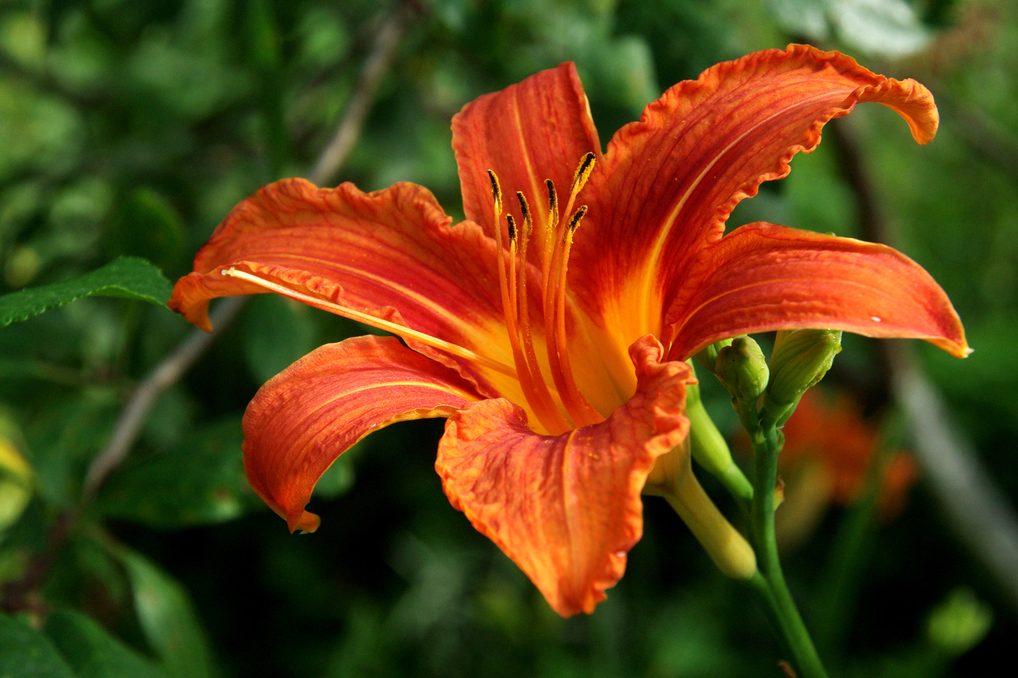 Pentax K200D sample photo. Lily photography