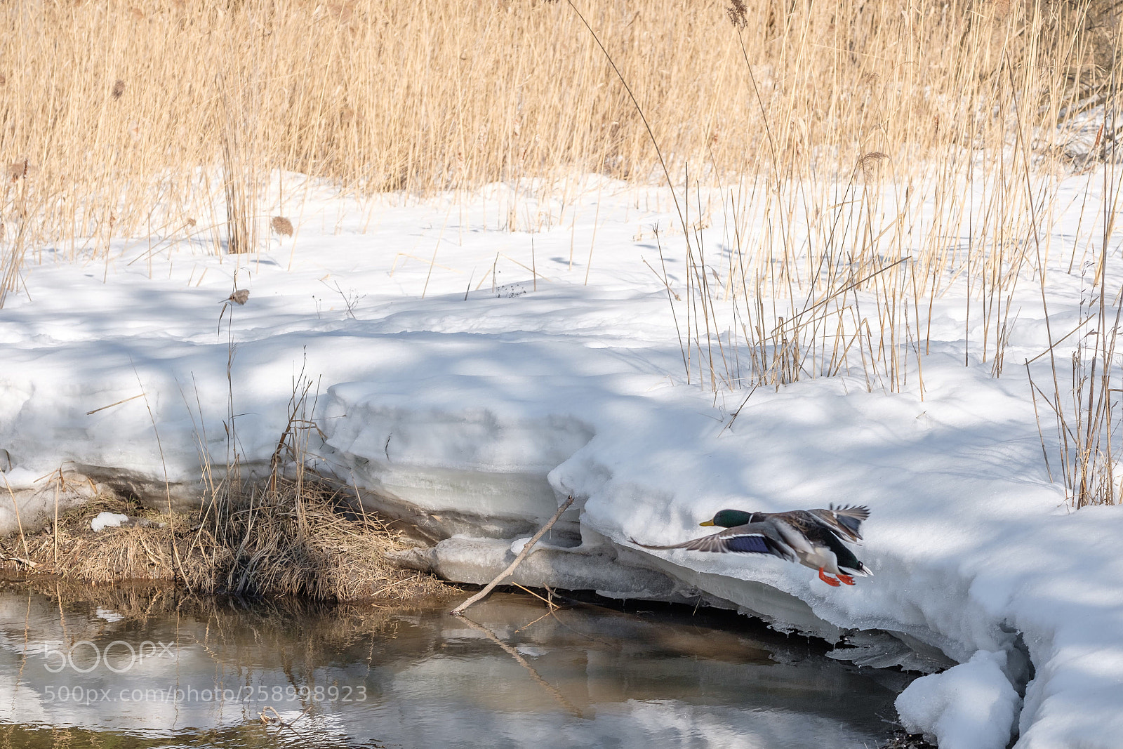 Fujifilm X-T2 sample photo. Coming in for landing  photography