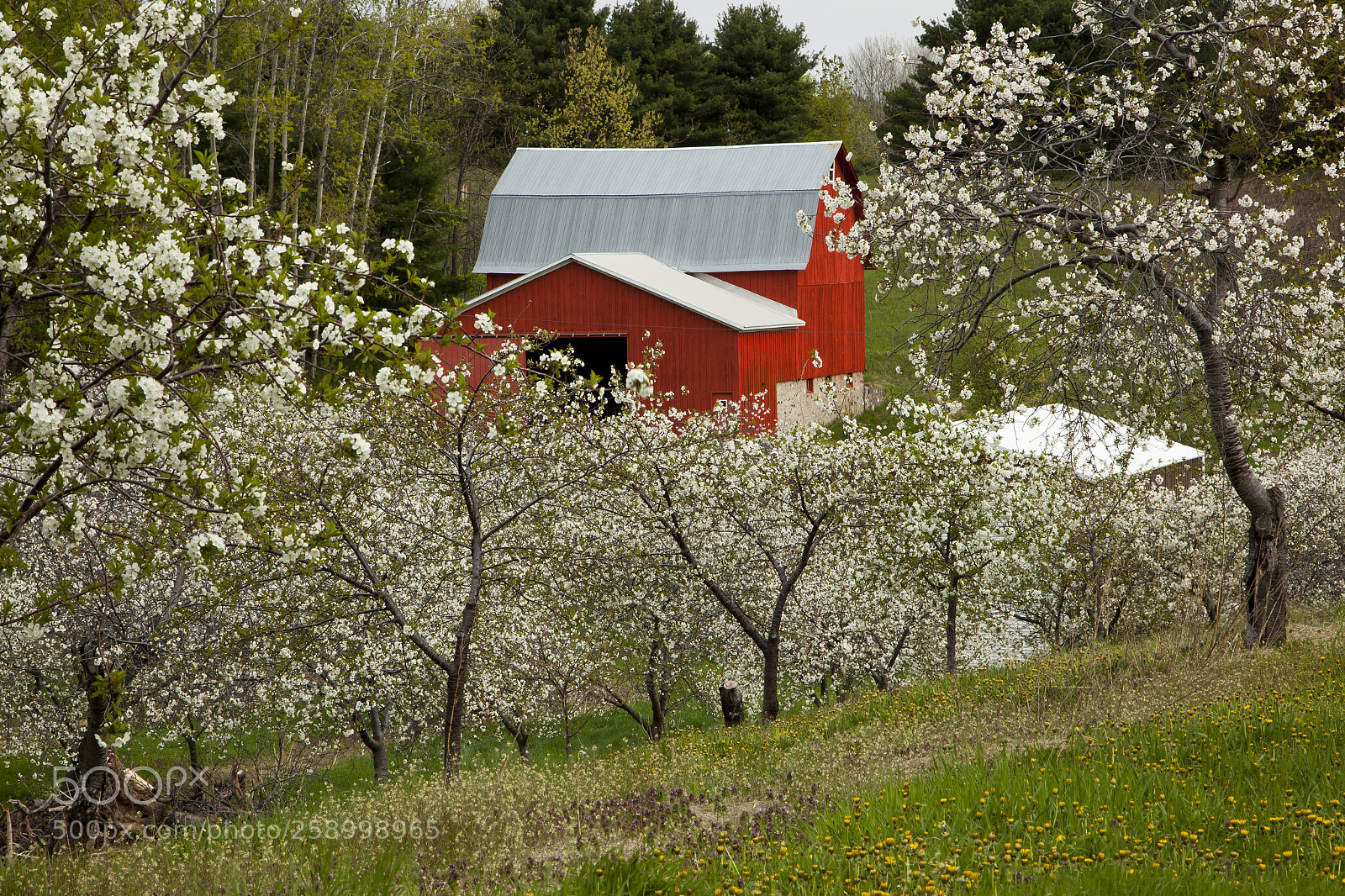 Canon EOS 5D Mark II sample photo. Red barn and cherry photography
